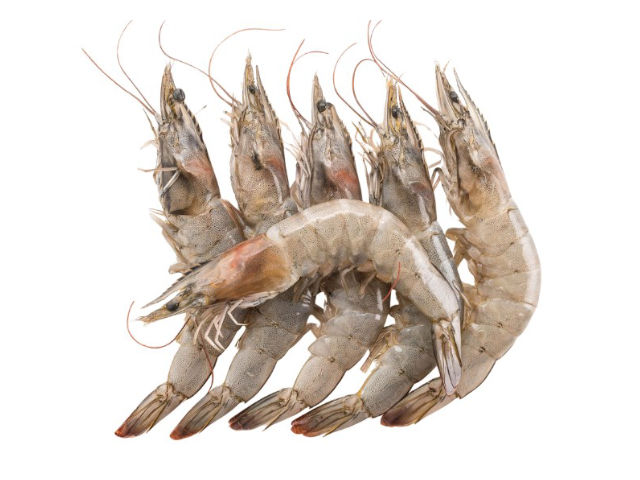 Mjc - Equador Prawns