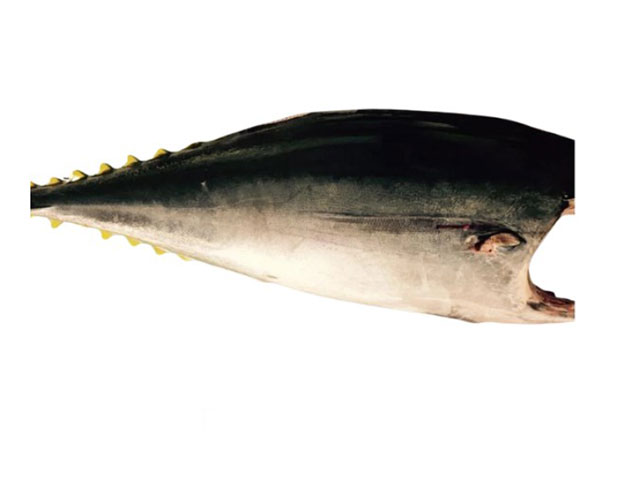 Fresh Tuna