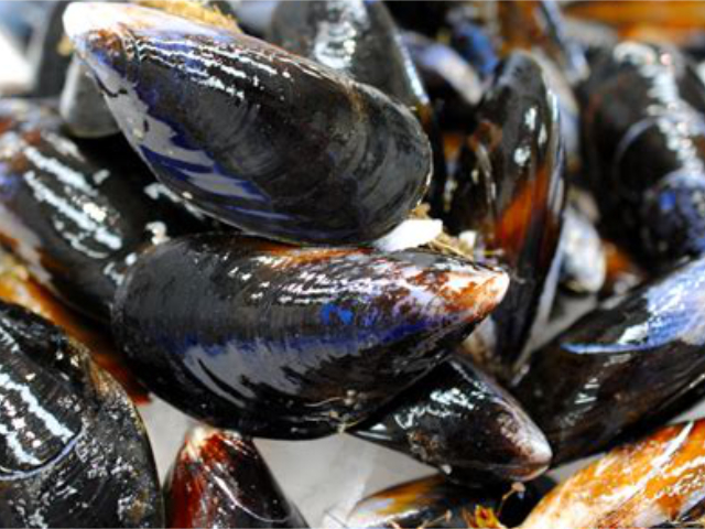 Mussels Full Shell